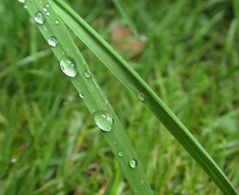goutte sur herbe