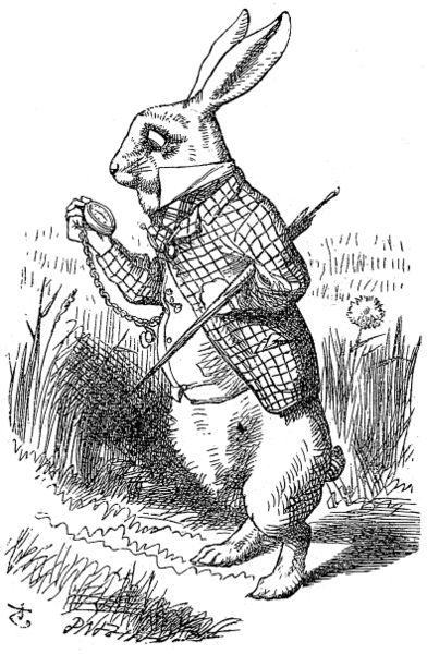 Rabbit