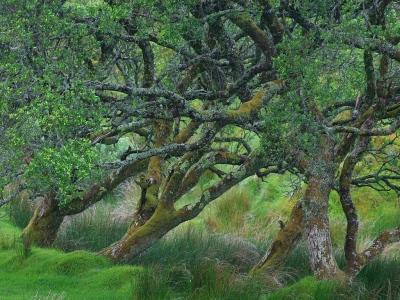 Arbre à musique