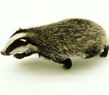 Badger, image PUBLIC DOMAIN de wikipedia