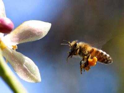 Bee