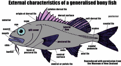 poisson