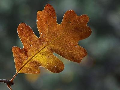 Feuille