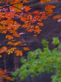 Feuilles