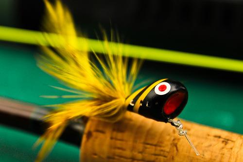 Un poisson isolé