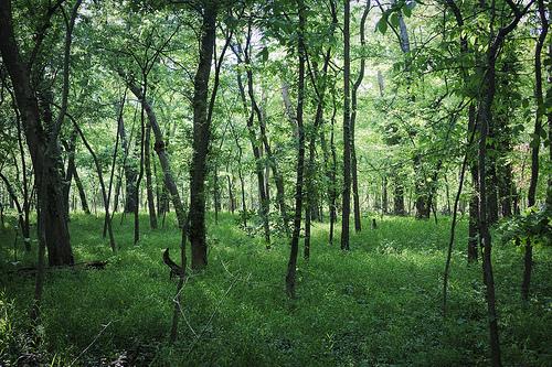 A beautiful forest