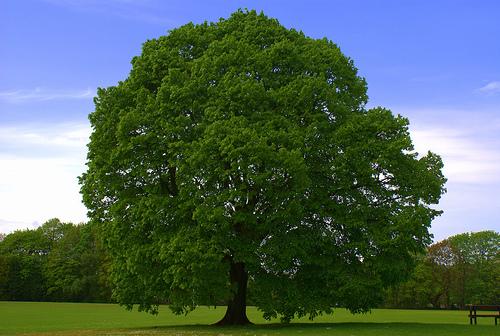 One big tree