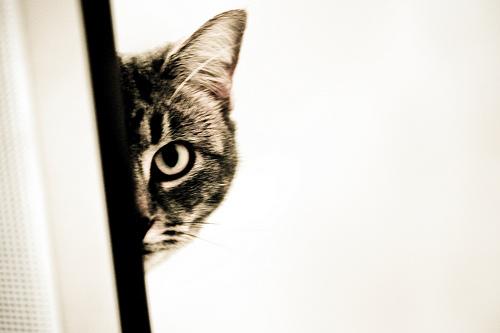Un chat se cachant à moitié