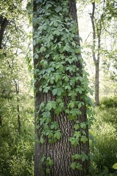 Lot of green leaves