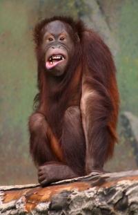 Orang Utan