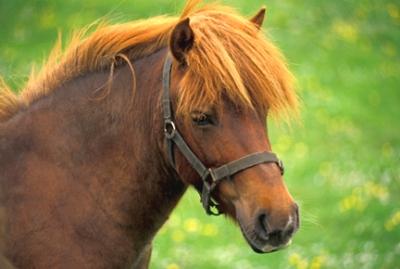 I want a pony!