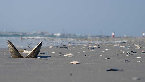 Shells on the beach