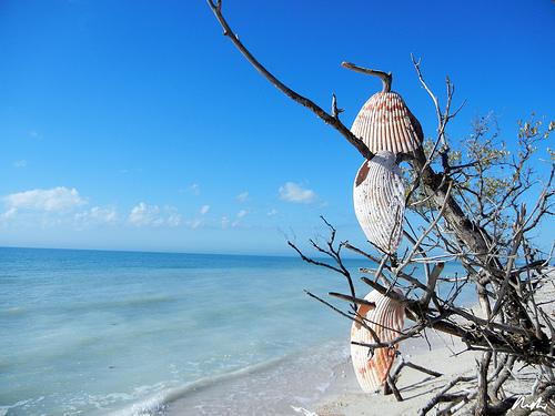 Shell Tree