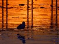 Sunset Bird