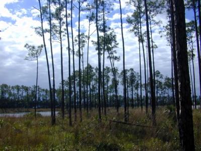 Arbres