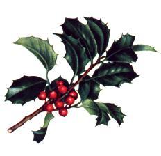Le truc vert avec des boulles rouges, propre à noel