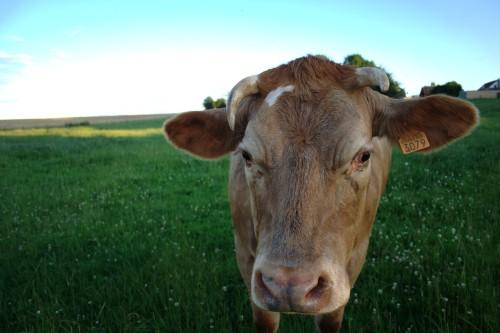 Une vache