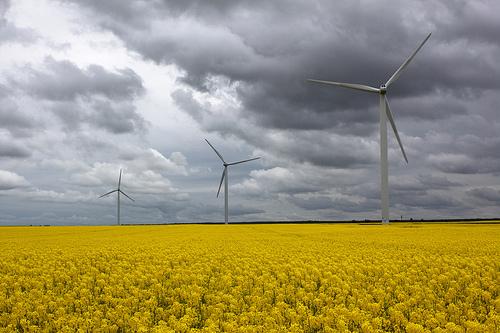 Eol jaunes